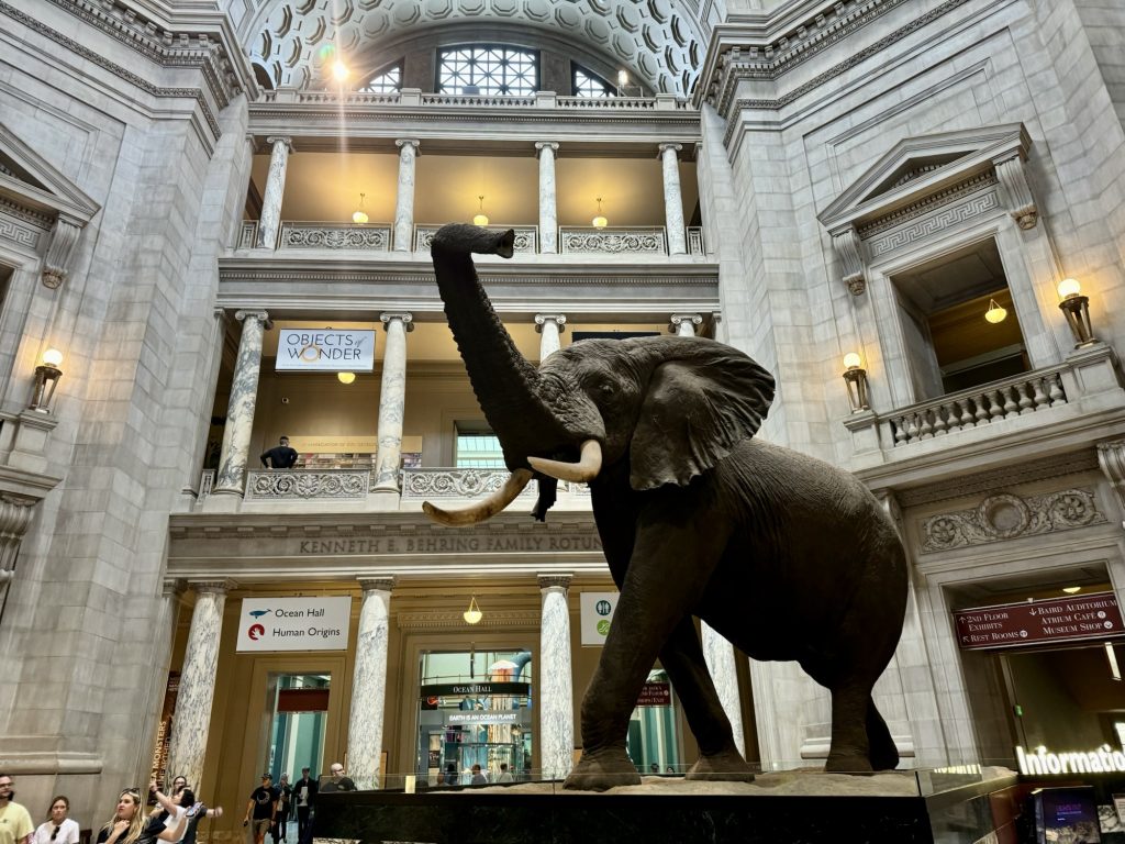 Afrikanischer Elefant in der Eingangshalle des National Museum of Natural History